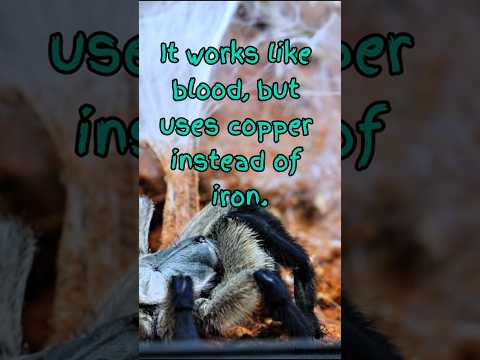 Did You Know — Tarantulas Don’t Bleed Blood