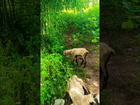 #music #song #viral #nature #agriculture #trending #telugu #farming #farmer #famous #ap #tg #yadav #