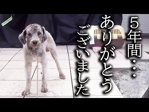 土手に捨てられた犬と5年間一緒に暮らしてきた結果こうなりました...