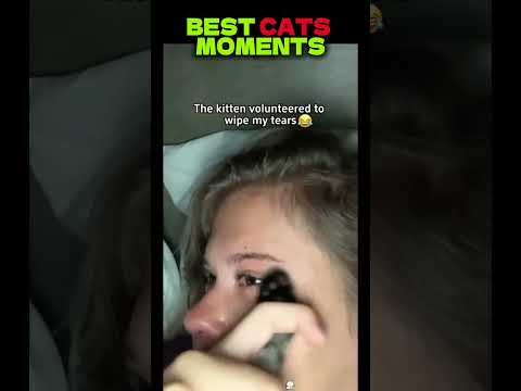 Best cat's videos to make your day better !!