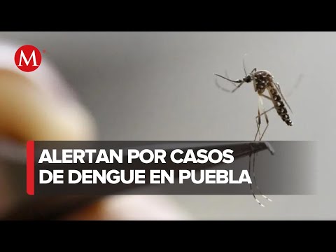 La Secretaría de Salud anuncia hospitalizaciones por dengue en Puebla