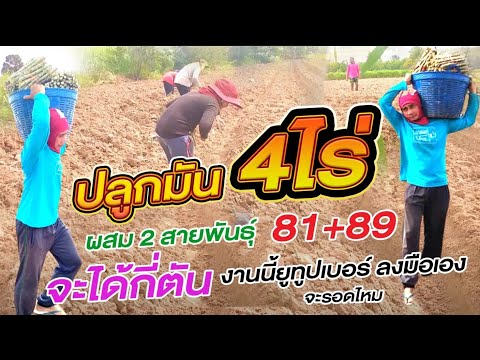 ปลูกมันสำปะหลังก้านแดง--เกษตรอ ปลูกมันสำปะหลังก้านแดง--เกษตรอ