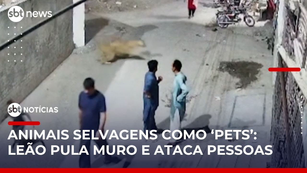Polícia prende dono de leão que atacou pedestres no Paquistão | #SBTNotícias