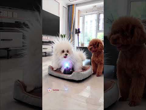 The Poodle Gave the Bichon a <strong>Fluffy</strong> Surprise… Then Got One Too 😂⚡#shorts #funnydogs #petcomedy