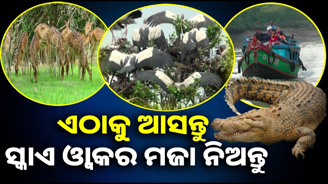 ନଦୀରେ ନୌବିହାର କରି ପ୍ରାକୃତିକ ସୌନ୍ଦର୍ଯ୍ୟର ମଜା ଉଠାଉଛନ୍ତି ପର୍ଯ୍ୟଟକ || Knews odisha