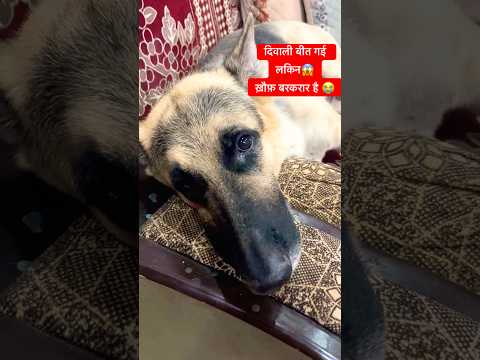 दिवाली बीत गई लकिन ख़ौफ़ बरक़रार है #shorts #ytshorts #scary dog by firecracker💥🎆 #dogs #petcare