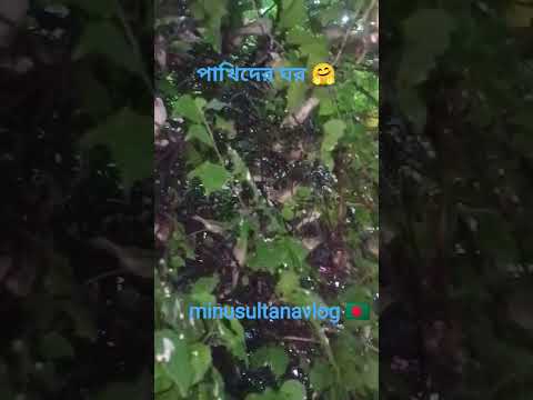 সকালবেলা পাখির কিচির মিচর শব্দে ঘুম ভাঙ্গে🤗#minusultanavlog #bard #reels #vairal #vlog #fypage #fyp