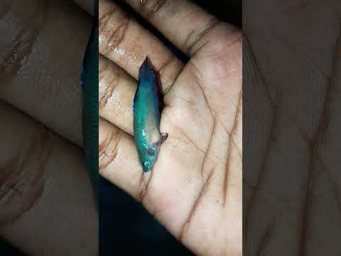 my favourite betta die|| #shorts #beta #shortvideo