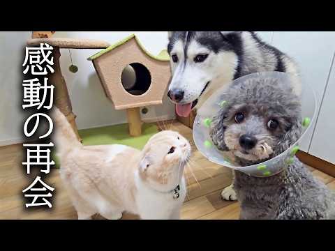 大手術から戻って来ました...