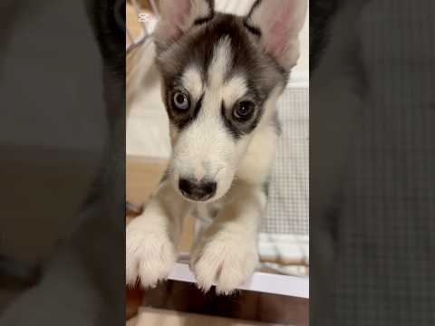 ハスキーの仔犬が可愛過ぎる😍　#ハスキー犬 #仔犬 #シベリアンハスキー #おもしろ犬動画 #癒し #犬動画 #犬可愛い