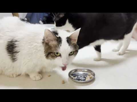 猫の動画サムネイル - 洗い立ての頭にちゅーるを付けられる猫