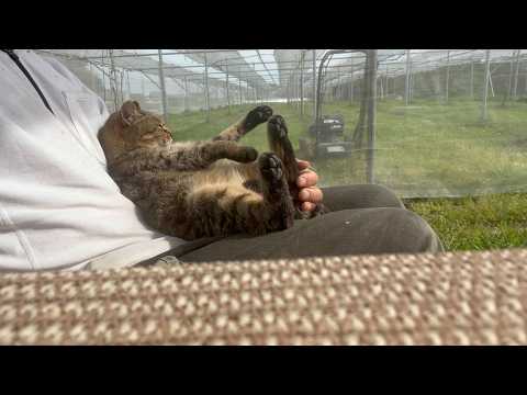 日を浴びて免疫力アップしてる猫