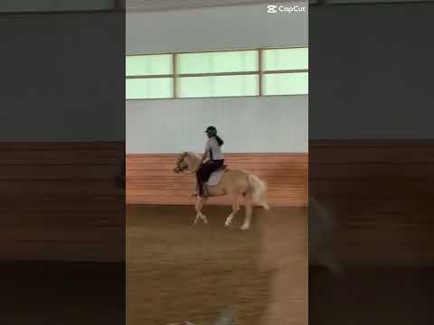 Day 2! Julia and Sonny ❤️#pair #equestrianjourney #horseenthusiast #horsegirl #pony #horsejumping