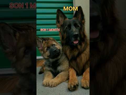 mom vs son jarnai 😍#trending #germanshepherd #cutedogs #puppy #love #feed #lovemusic