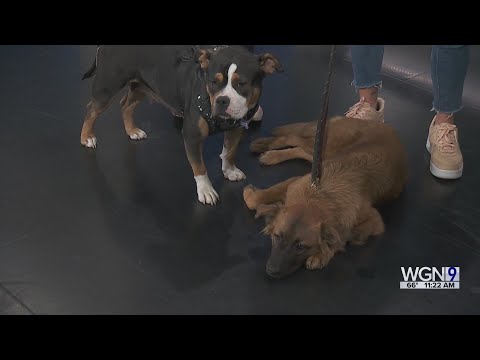 Adopt-A-Pet:  Magnificent Mutts