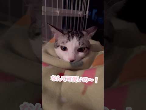 どこから見ても可愛すぎる子猫 #子猫 #保護猫 #捨て猫