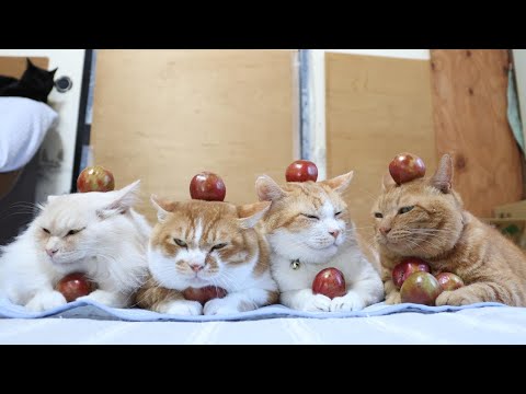 ハニーハートのせ猫動画で癒されよう サムネイル