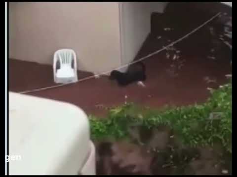 Rottweiler salva dois cachorrinhos de enchente em Barretos, São Paulo