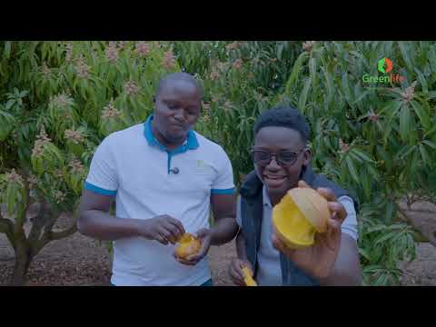 MANGO FARMING GUIDE Kenya- Agricasher Ep 03 