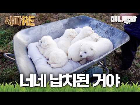 [사파RE] 이제 이 솜뭉치들은 제 겁니다😉 #동물농장 #animalfarm