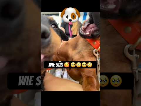 #sweet #pets #pet #youtubeshorts #tiktok #youtube #edit #music #dog #dogs #dogshorts #funny #trend