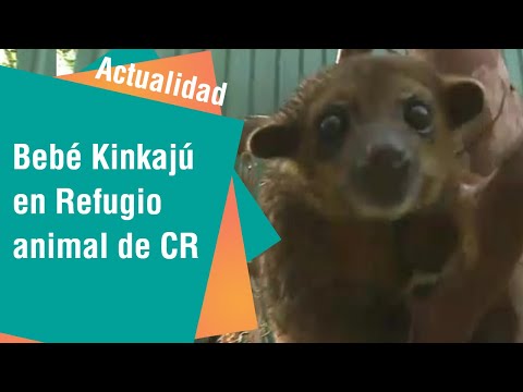 Un bebé Kinkajú es el ejemplar más nuevo del Refugio Animal de Costa Rica | Actualidad