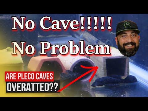 You Don't need a CAVE to SPAWN a PLECO (PROOF) Thanks for stopping by my channel. In Today's video I show that You Don't need a CAVE to SPAWN a PLE
