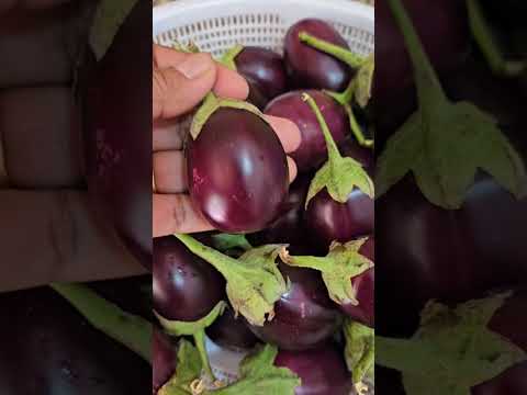 এই বেগুন কি দিয়ে সবচেয়ে মজা হয়? 🤔 #shorts #cookingvideo