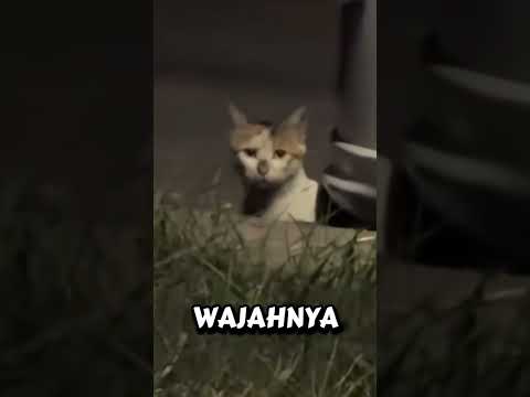 pertemuan haru kucing jalanan yang kotor bertemu kucing cantik rumahan!#short#feed#shortfeed#kucing