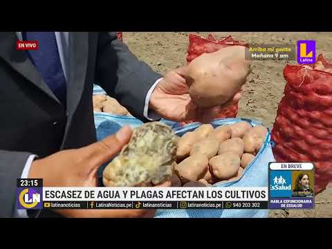 Arequipa: miles de hectáreas de papa, arroz y cebollas se ven afectadas por sequías