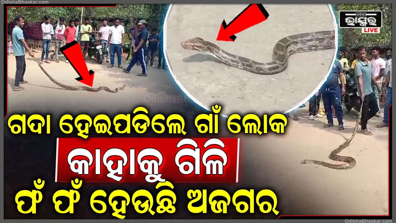 କାହାକୁ ଗିଳି ଏମିତି ଭୟଙ୍କର ଗର୍ଜନ କରୁଥିଲା ବିରାଟକାୟ ଅଜଗର, ସାପ ଧରାଳି କାବୁ କଲାବେଳେ ଘଟିଲା କିଛି ଏମିତି କାଣ୍ଡ
