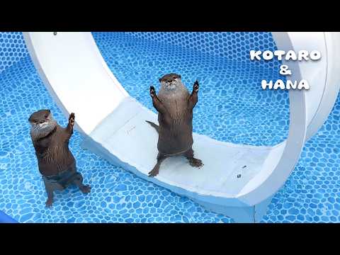 カワウソのプールにキャットホイール入れたらこうなった　Take on the Cat Wheel in a Pool Challenge!