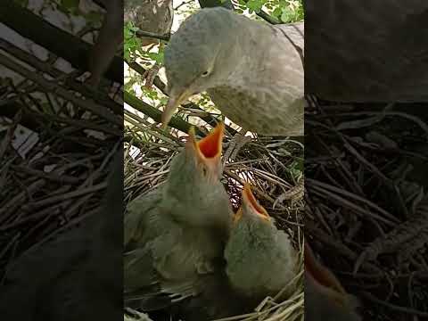 Wild babbler bird babies will fly leave soon (p 5) #shorts