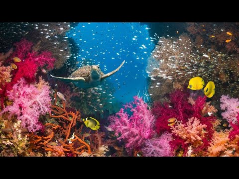 RELAXING Underwater REEF Pond Had to get some INSANE underwater footage of @paulcuffaros reef pond!!!


Follow me on the socials!
