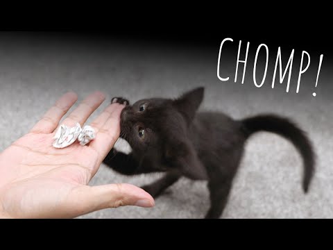 Kitten Chooses Her Own Name (9 Weeks Old)