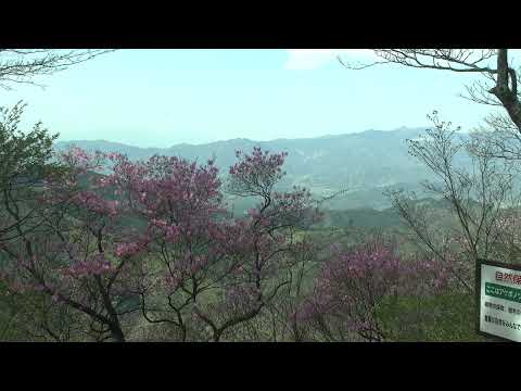 アケボノツツジ（諸塚山西登山口付近）①
