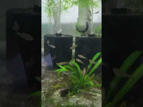 zebra danio #aquarium #fishtank #freshwateraquariu 