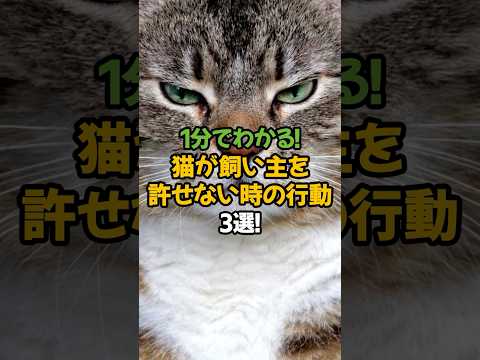 【要注意】猫が飼い主を許せない時の行動3選!🐾1分で解説! #shorts #猫 #雑学
