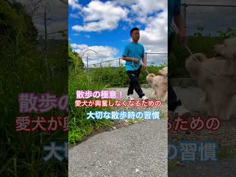 『散歩の極意!』興奮せずに散歩が出来るための大切な習慣! #ドッグトレーニング #犬のしつけ #犬のいる生活