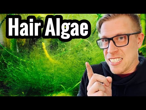 Get Rid of Green Hair Algae doing THIS You can get rid of green hair algae in your aquarium by filling your tank with more plants. There ar