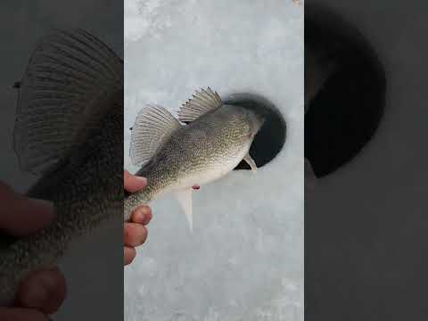 Wisconsin walleye!