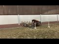 Show jumping horse 2-jarige merrie uit bijzondere stam
