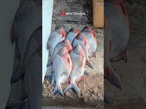 Fish Market || Fishing video || fishing in village || knr Trending