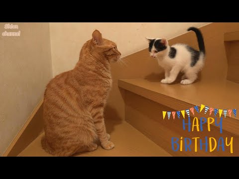 ちいおじコンビの4歳の誕生日をお祝いする猫たち