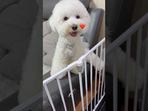 진짜 귀여운 복길이 #강아지영상 #dogshorts #bichon #pets #귀여운강아지 #cutedog