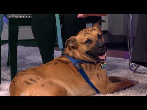 Petline: Boudreaux searches for <strong>his</strong> forever home <strong>at</strong> Karl's Canine Krew