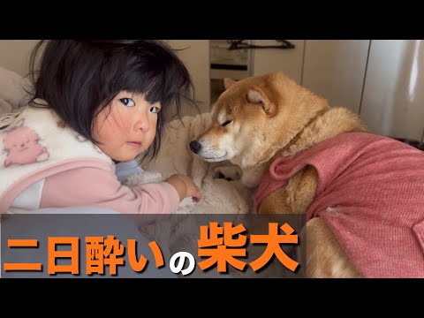 お酒を飲んだ訳じゃないのに、目が開けられず二日酔いの顔をする柴犬