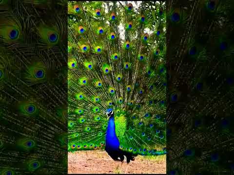 peacock sounds short;🦚 #peacockcall#peacocking #peacocksound #nature#animals#birds#shorts