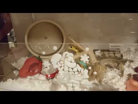 cloudy night routine #newcage#fyp#viral#blowup#justforyou#hampster