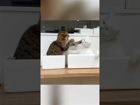 妹猫に毛繕いをしようと思ったら… #ポムしま